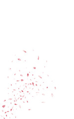 Obraz premium Beautiful Sakura Spring Vector White Background.