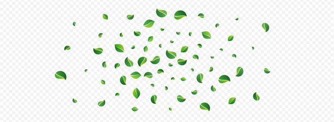 Green Leaf Spring Vector Panoramic Transparent