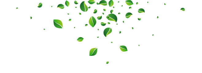 Mint Leaf Tea Vector Panoramic White Background.