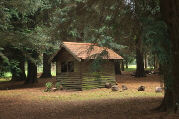 Beautiful Autumn forest landscape at arboretum in Norfolk East Anglia uk with wood cabin under trees and ground cover of fallen leaves orange green brown light fall casting shadows under wood canopy 