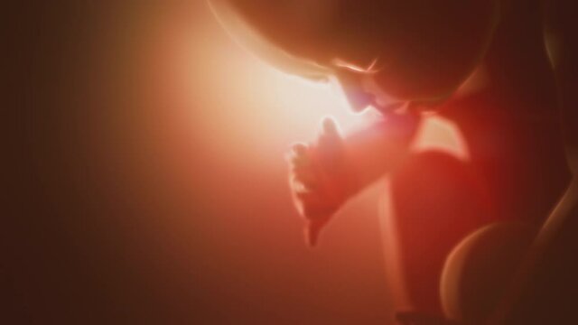 Human fetus. Child in the womb.