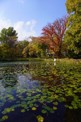 大野池（北海道大学構内）