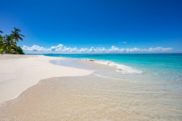 Palm Ocean Sky Paradise