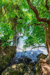 palm alley to the ocean