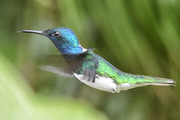 hummingbird in flight 2