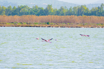 pink flamingos flying over the pond