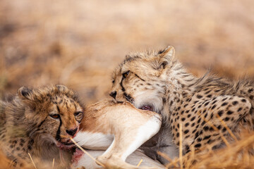 Young Cheetahs on a kill in the shade of a thorn tree in the Kgalagadi Park, South Africa