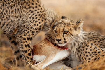 Young Cheetahs on a kill in the shade of a thorn tree in the Kgalagadi Park, South Africa