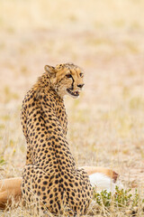 Cheetah hunting in the dry riverbeds of the Kalahari desert, South Africa