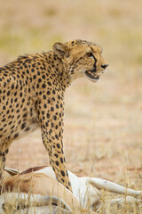 Cheetah hunting in the dry riverbeds of the Kalahari desert, South Africa