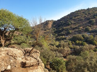 A large forest in Tiaret, Algeria