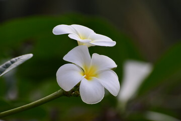 White plumeria flowers in blurred background 