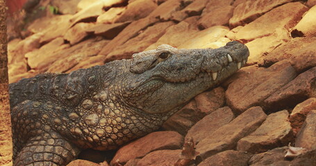 Goa, India. Mugger Crocodile Or Crocodylus Palustris Resting In Shadow During Hot Day. Marsh...