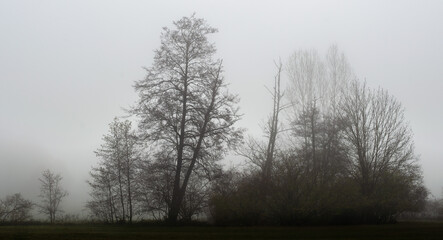 Trees in fall colors in the morning fog