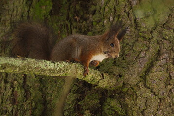 Curious red squirrel sitting on a spruce branch.