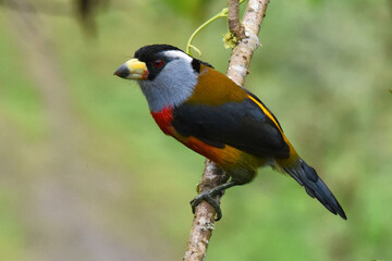 toucan barbet 1