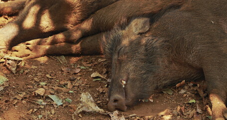 Goa, India. Indian Wild Boar Or Sus Scrofa, Also Known As The Wild Swine, Common Wild Pig Resting Sleeping In Shadow During Hot Day