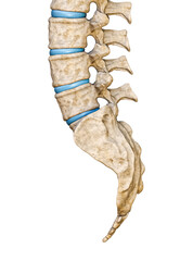 Lateral or side view of human sacrum and lumbar vertebrae isolated on white background 3D rendering illustration. Blank anatomical chart. Anatomy, medicine, biology, part of human skeleton concepts.