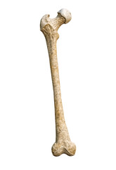 Anterior or front view of a detailed human femur bone isolated on white background with copy space 3D rendering illustration. Blank anatomical chart. Anatomy, medical, biology, science concepts.