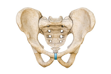 Pelvis - Female highlighting normal anatomical bones. Shown are