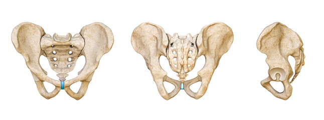 Male Human pelvis and sacrum bones posterior, anterior and lateral views isolated on white background 3D rendering illustration. Blank anatomical chart. Anatomy, science, biology,  medicine concepts. - obrazy, fototapety, plakaty