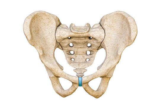 Anterior or front view of human male pelvis and sacrum bones isolated on white background 3D rendering illustration. Blank anatomical chart. Anatomy, medical, science concepts.