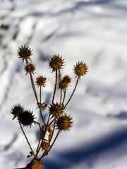 Obraz premium The winter period of the year, plants in nature, a snow-covered clearing, sparkling snow in the early frosty morning, quirks of shapes in the snow.