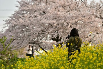 桜と菜の花の撮影