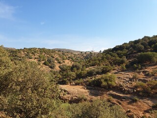 A large forest in Tiaret, Algeria