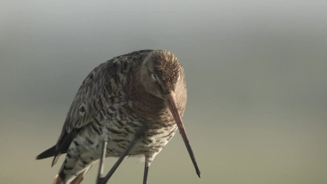blacktailed godwit in the duemmer basin germany