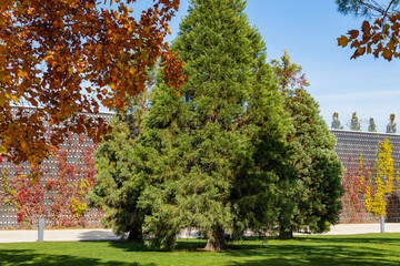 Landscape with Sequoiadendron giganteum, giant sequoia, giant redwood, Sierra redwood, Wellingtonia. In background there is decorative wall. Park 