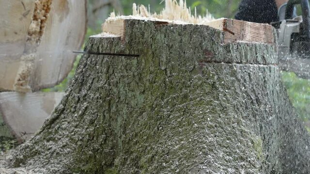 The look of the chainsaw cutting the tree stump on a closer look in Estonia