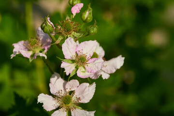 Wilde Brombeerblüten	