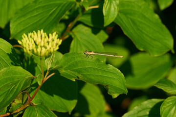 Weibchen der Blauen Federlibelle (Platycnemis pennipes)	