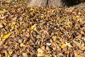 colorful pile of leave