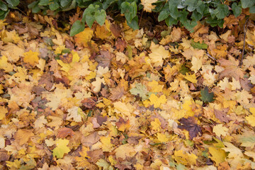 Fototapeta na wymiar colorful pile of leave