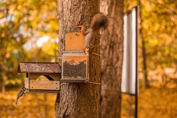 A ginger squirrel is sitting on a feeder. Forest rodent with nuts hazelnuts in the park. Autumn concept. Wild nature.