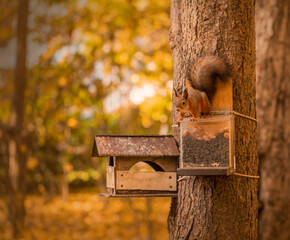 A ginger squirrel is sitting on a feeder. Forest rodent with nuts hazelnuts in the park. Autumn concept. Wild nature.