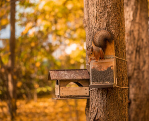 A ginger squirrel is sitting on a feeder and eating hazelnuts. Forest rodent with nuts in the park. Autumn concept. Wild nature.