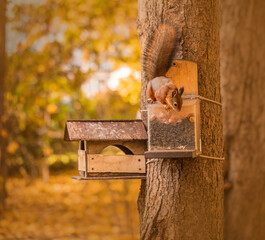 A ginger squirrel is sitting on a feeder. Forest rodent with nuts hazelnuts in the park. Autumn concept. Wild nature.