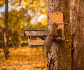 A ginger squirrel climbed into the feeder for a nut. View from the back. Forest rodent with nuts in the park. Autumn concept. Wild nature.