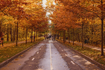 Wet road along the golden autumn alley in the park. Yellow leaves. Autumn landscape. Leaf fall. Selective focus.