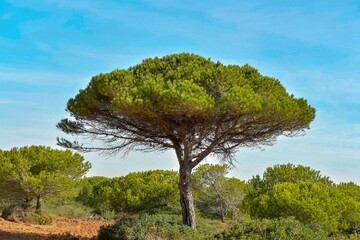 Pinus pinea or stone pine, with the background of a blue sky.