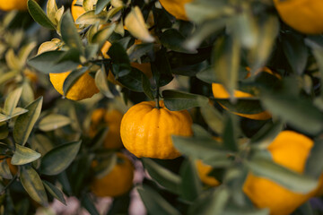 orange citrus on tree
