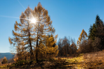 Larch forest in autumn. Larch trees in autumn gilding among in the sun. Autumn season concept.