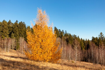 Larch forest in autumn. Larch trees in autumn gilding among in the sun. Autumn season concept.