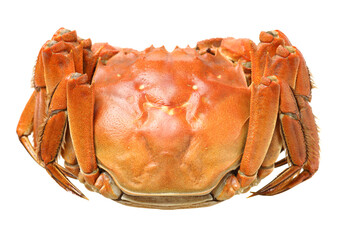 Cooked river crab isolated in white background