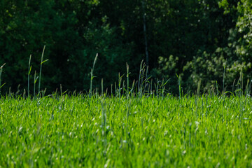 abstract green grass foliage texture in summer meadow