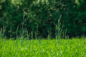 abstract green grass foliage texture in summer meadow
