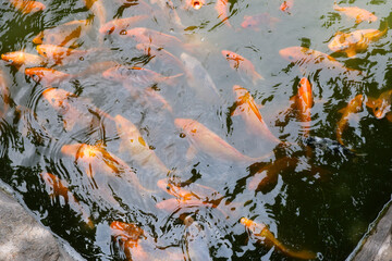 Fototapeta na wymiar Beautiful goldfish in the fish pond